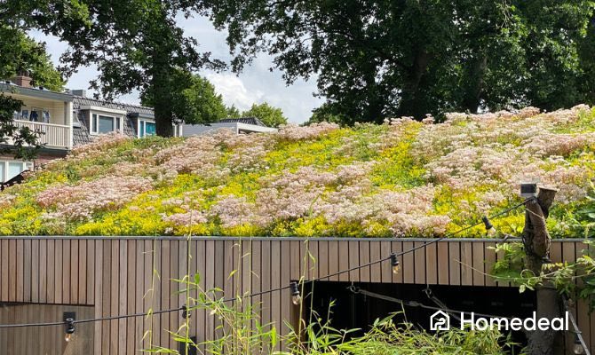 Extensief groendak op het dak van een tuinhuisje.